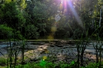 Солнце над болотом